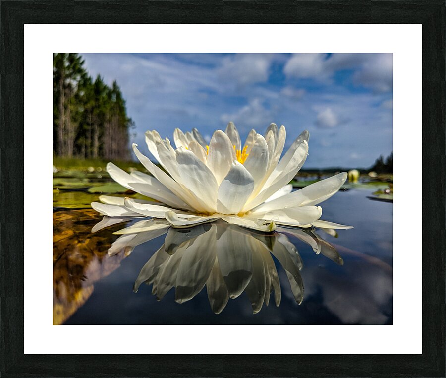 Water Lily Picture Frame print