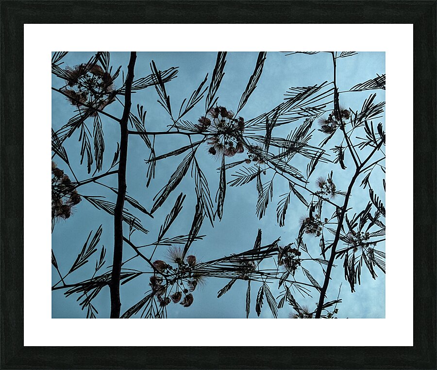 Mimosa Tree Picture Frame print