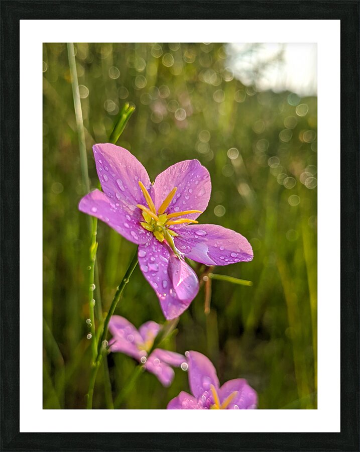 Pink Flower Picture Frame print