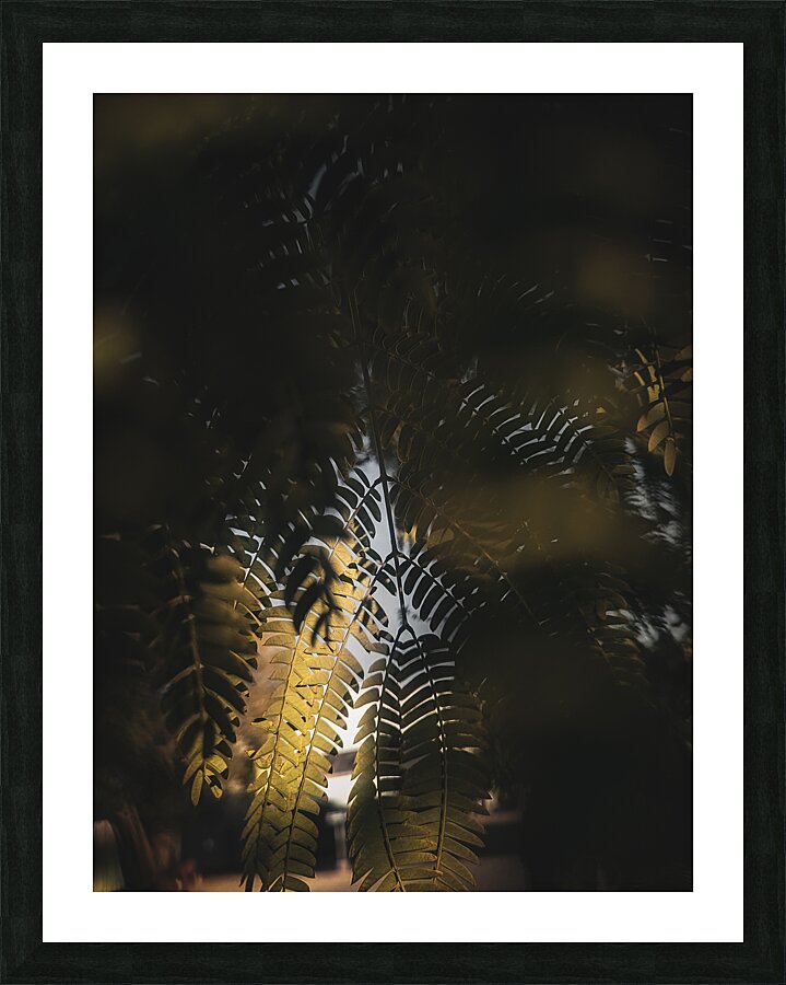 Light Fern Picture Frame print