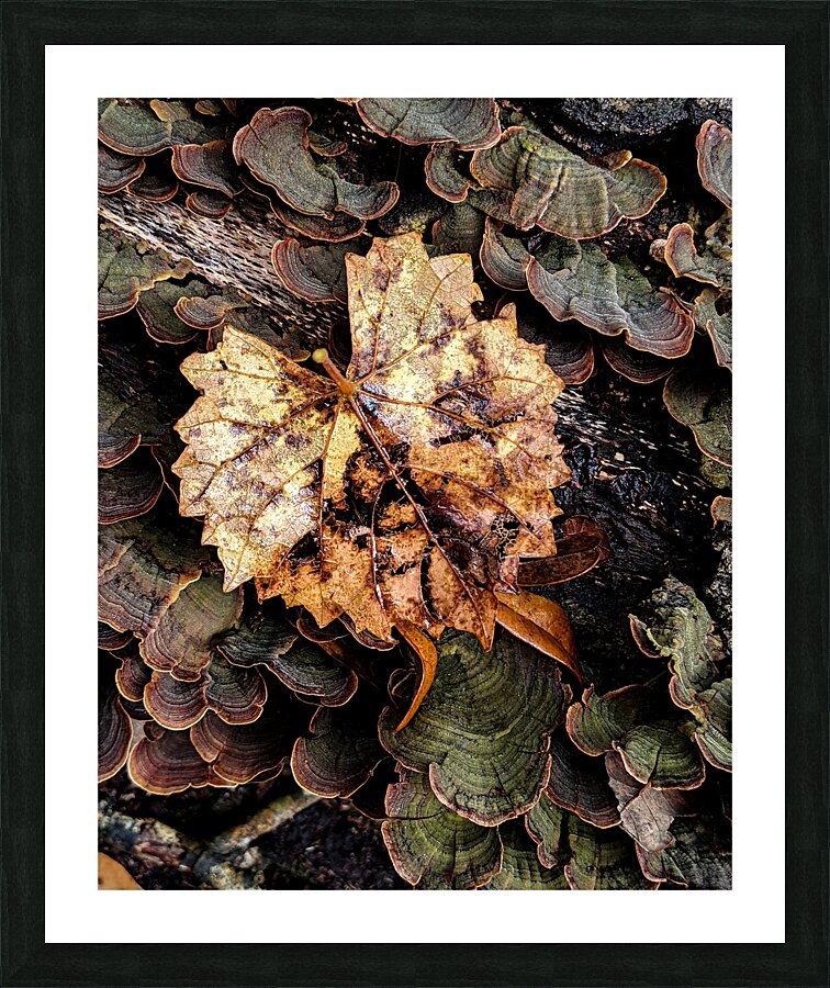 Leaf Fungus Picture Frame print
