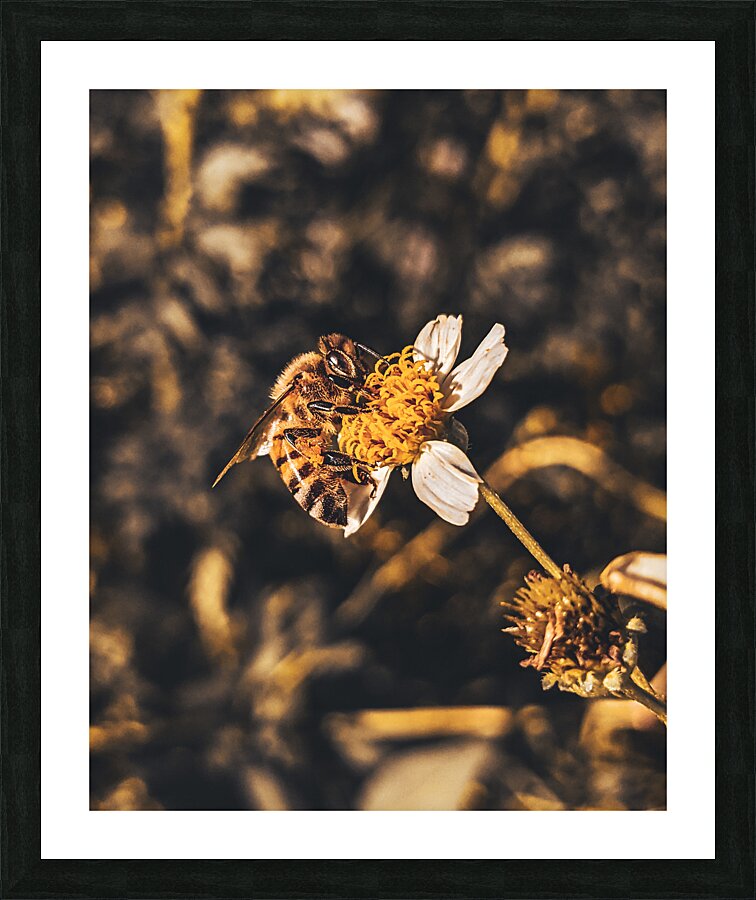 Bee Picture Frame print
