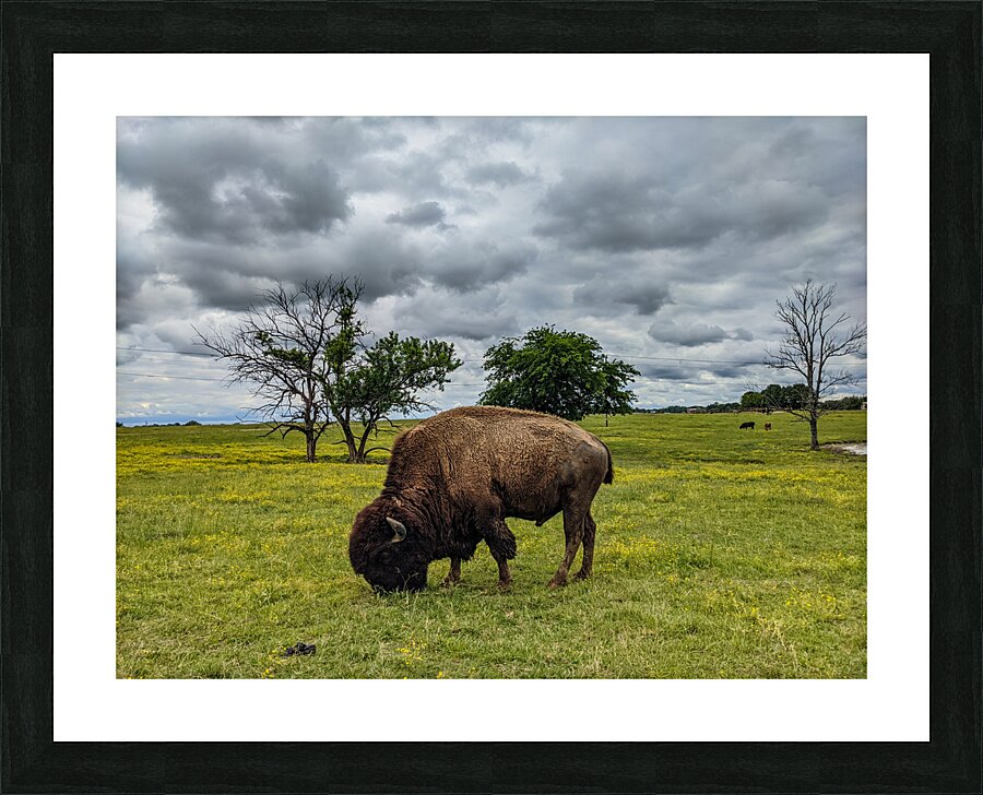 Bison Picture Frame print
