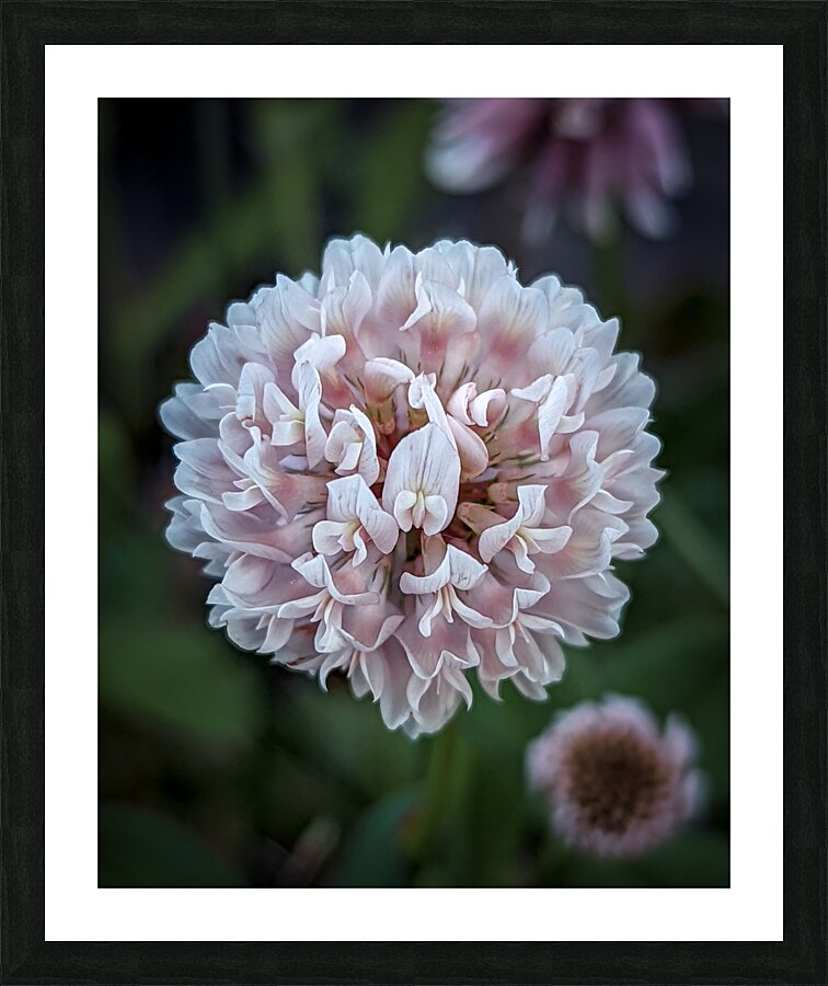 Clover Picture Frame print