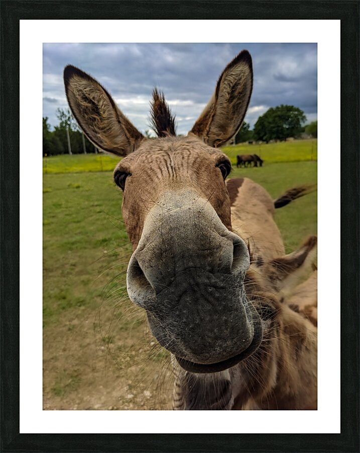 Funny Donkey Picture Frame print