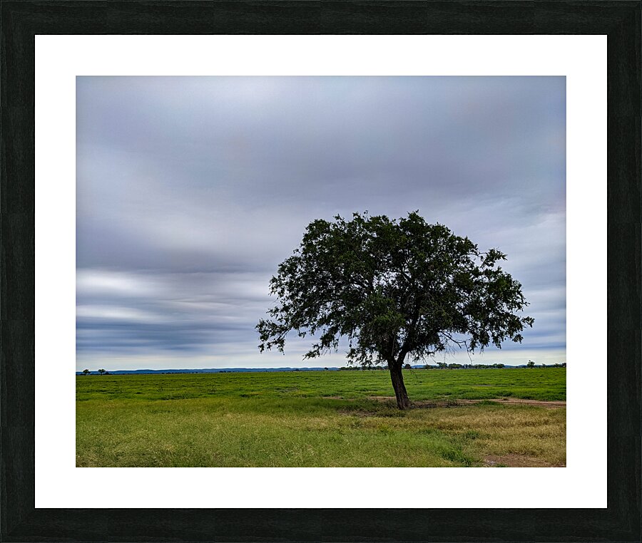 Lone Tree Picture Frame print