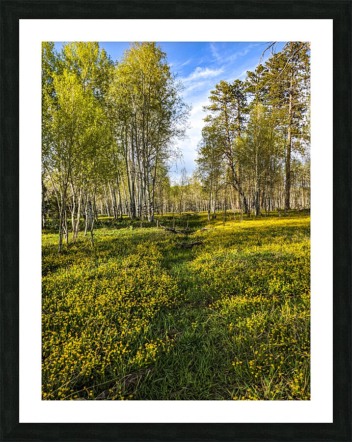 Colorado Forest Picture Frame print