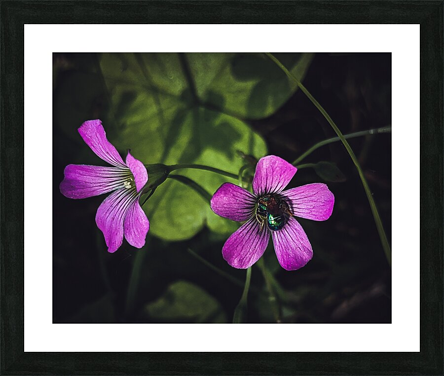 Flowers  and bee Picture Frame print
