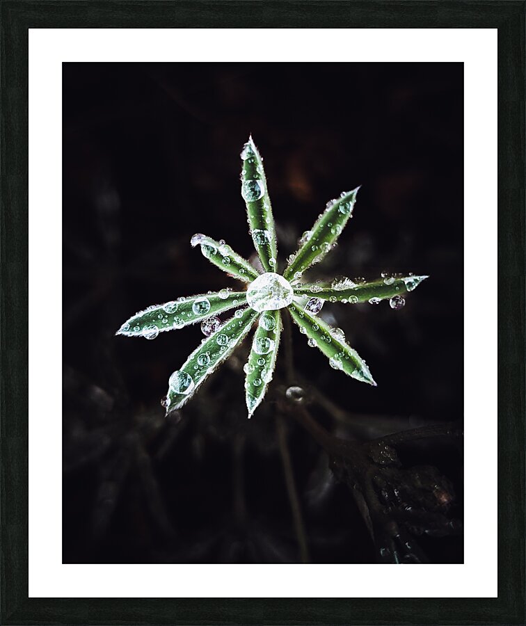 Dew plant Picture Frame print