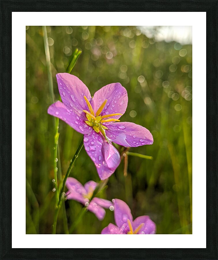 Pink Flowers Picture Frame print