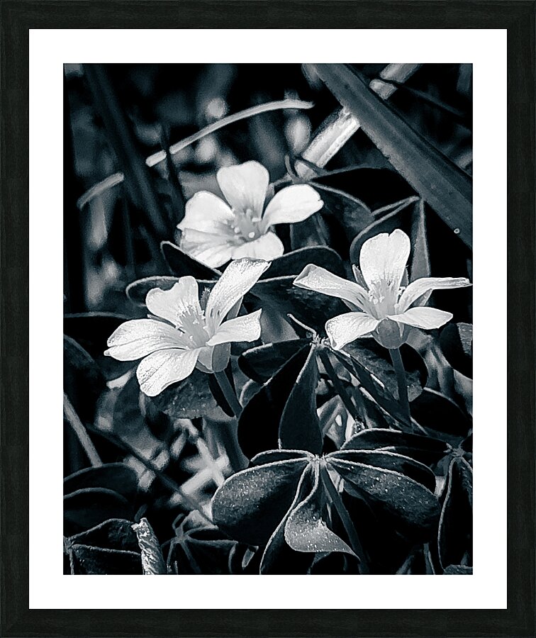 Black and White Flowers Picture Frame print