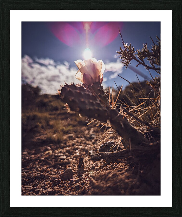 Lens Flare Cactus Picture Frame print