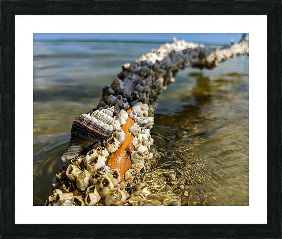 Reclaimed Picture Frame print