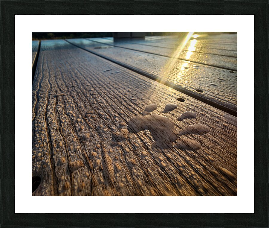 Racoon Paw in Dew Picture Frame print