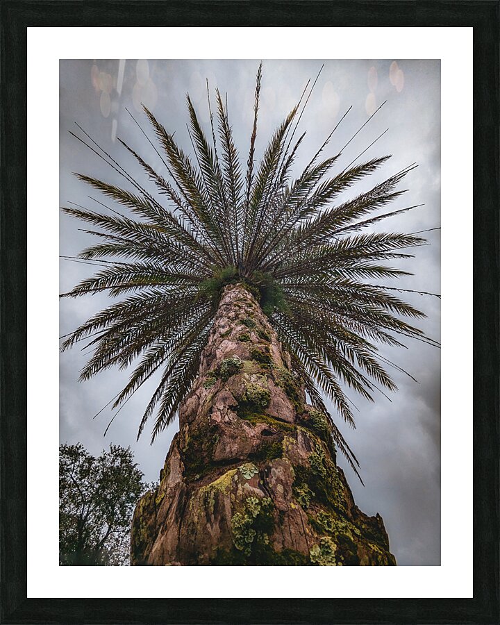 Palm Tree Picture Frame print