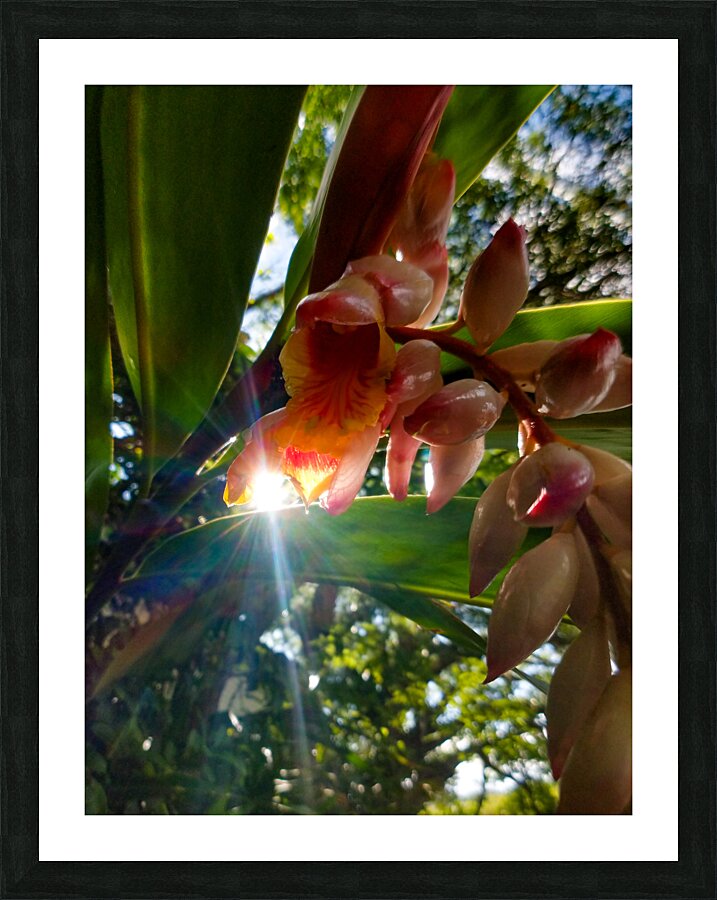 MORNING FLOWER Picture Frame print