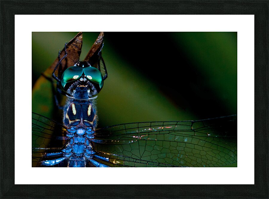Blue Dragonfly Picture Frame print