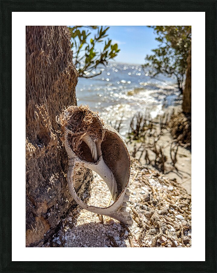 Shell on tree Picture Frame print