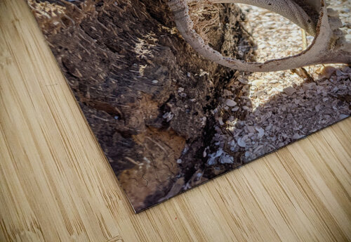 Shell on tree LNC PHOTOGRAPHY puzzle