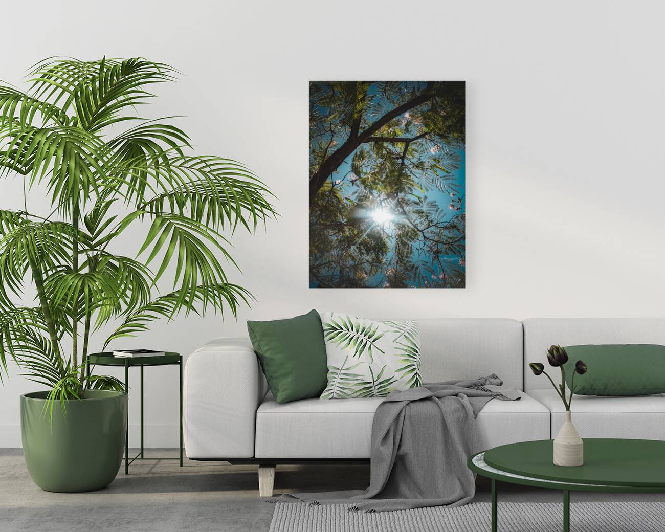 Mimosa in the sky Reproduction