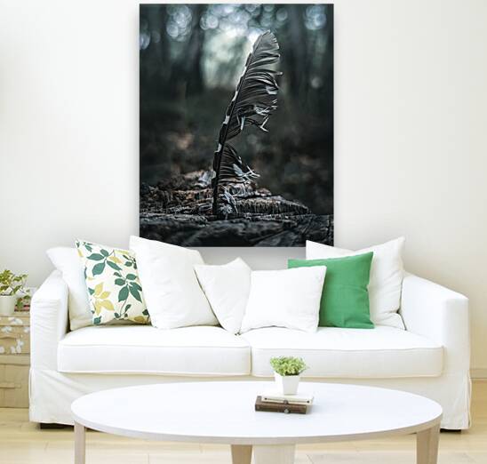 Feather Reproduction