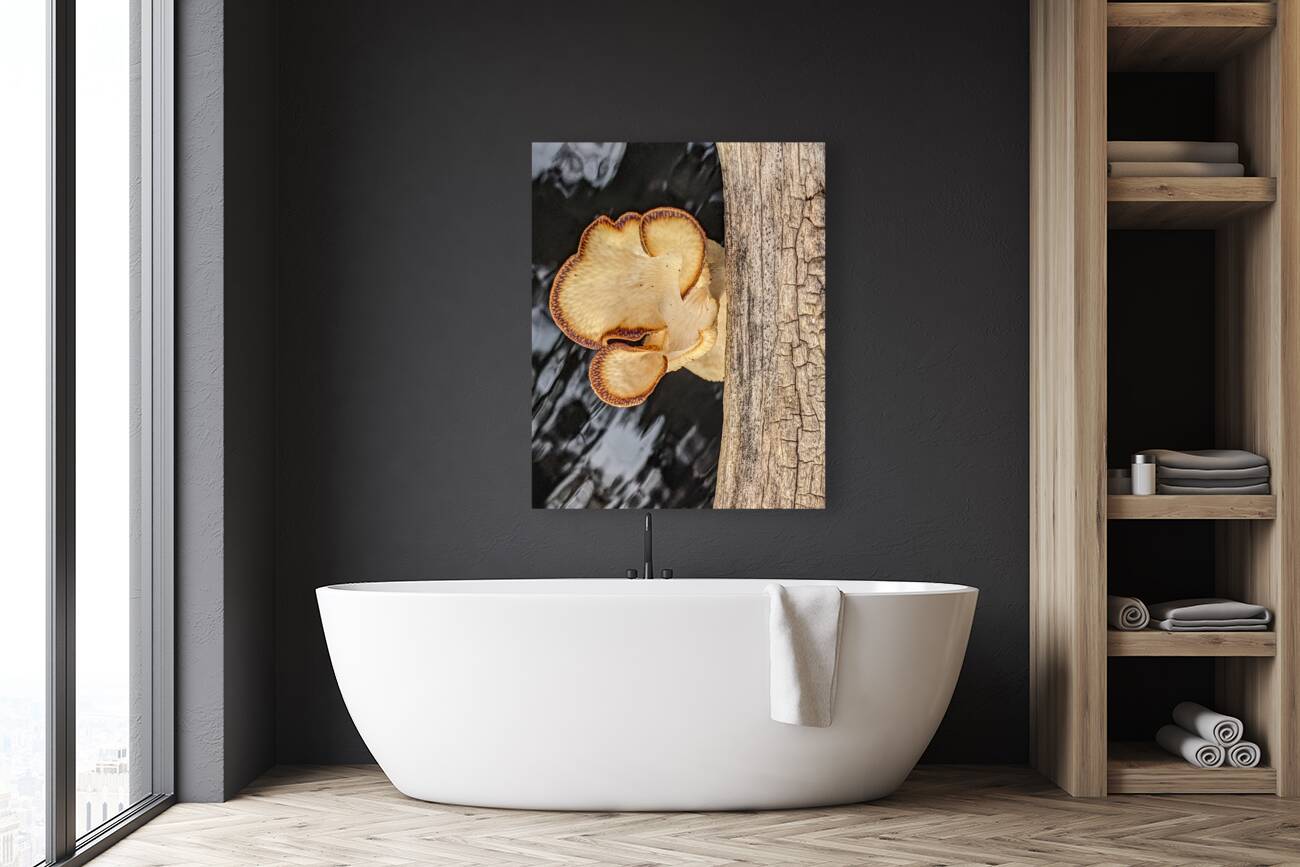 Water Mushroom Reproduction