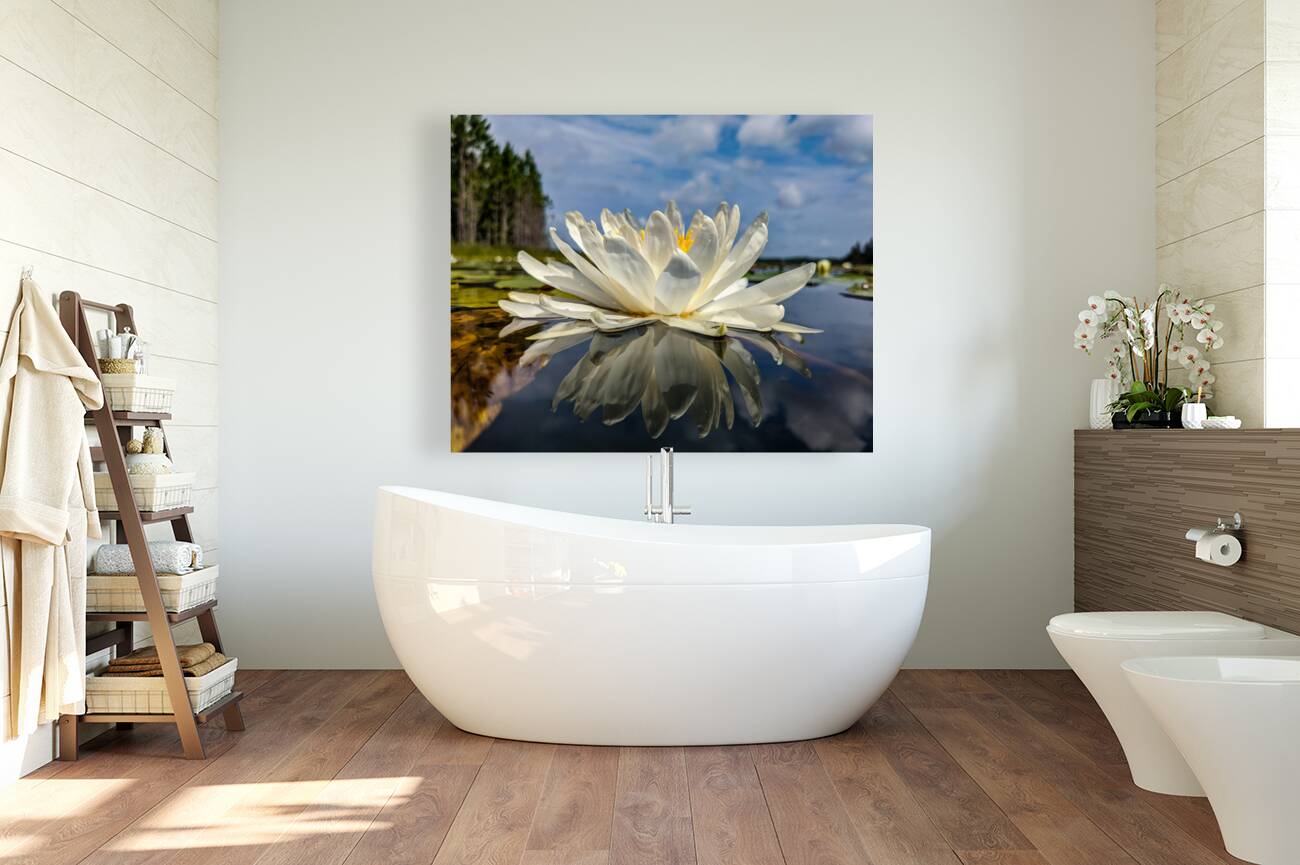 Water Lily Reproduction