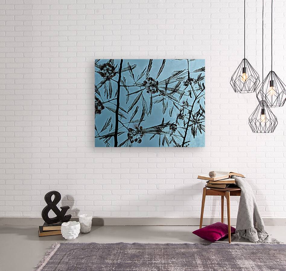 Mimosa Tree Reproduction