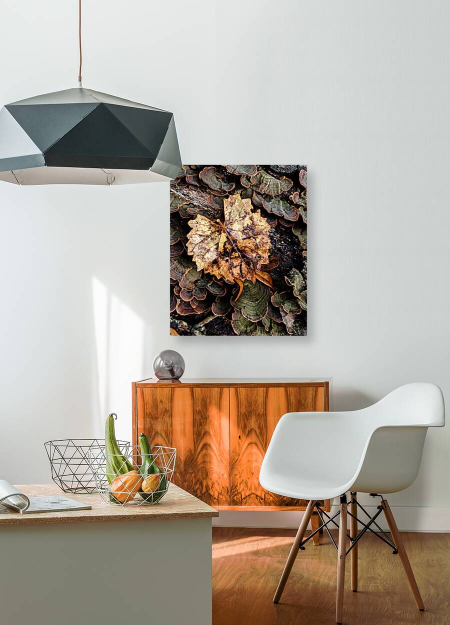 Leaf Fungus Reproduction