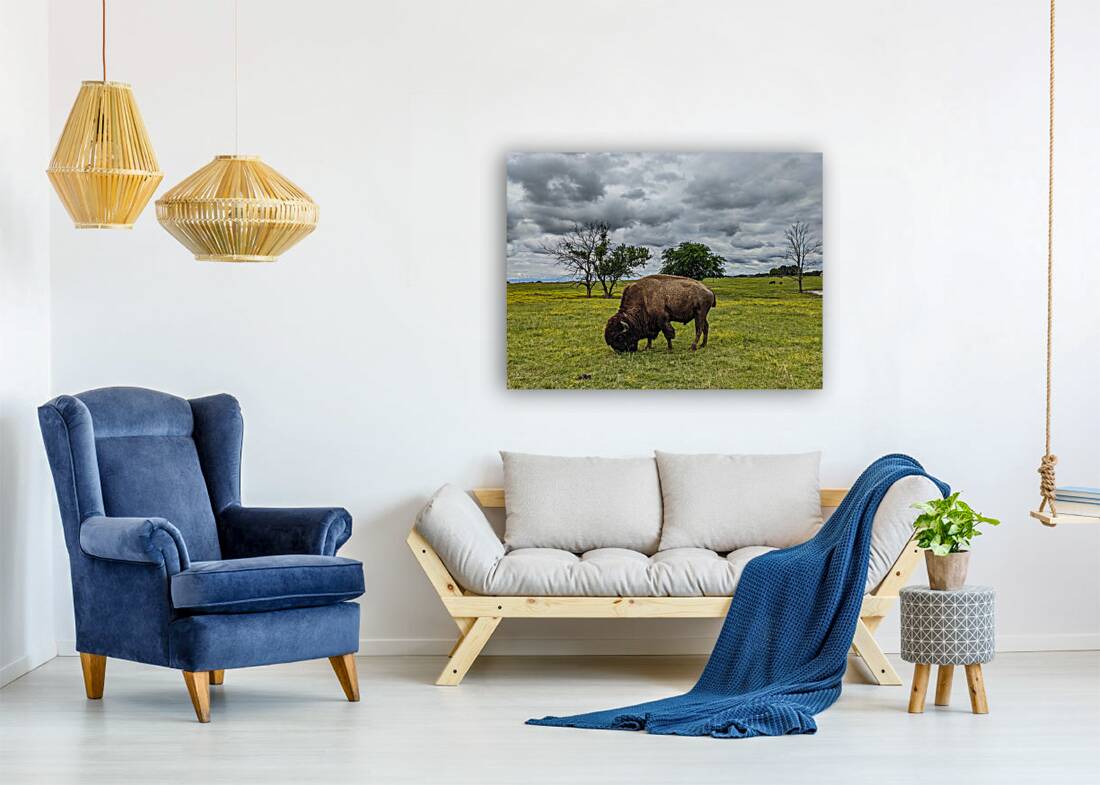 Bison Reproduction