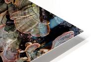 Leaf Fungus HD Metal print