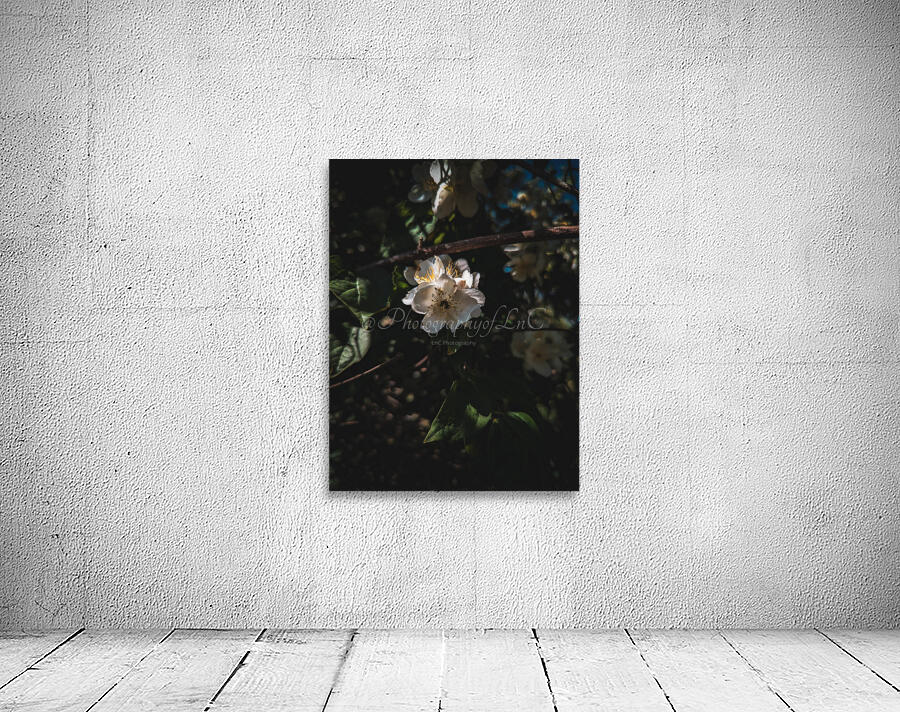 Mock Orange Wall Preview