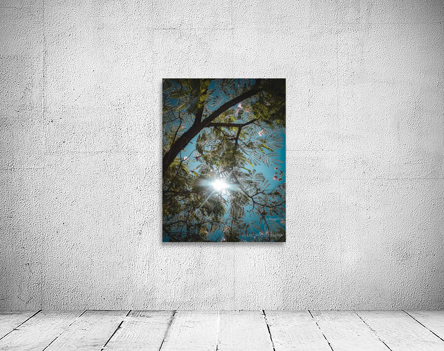 Mimosa in the sky Wall Preview