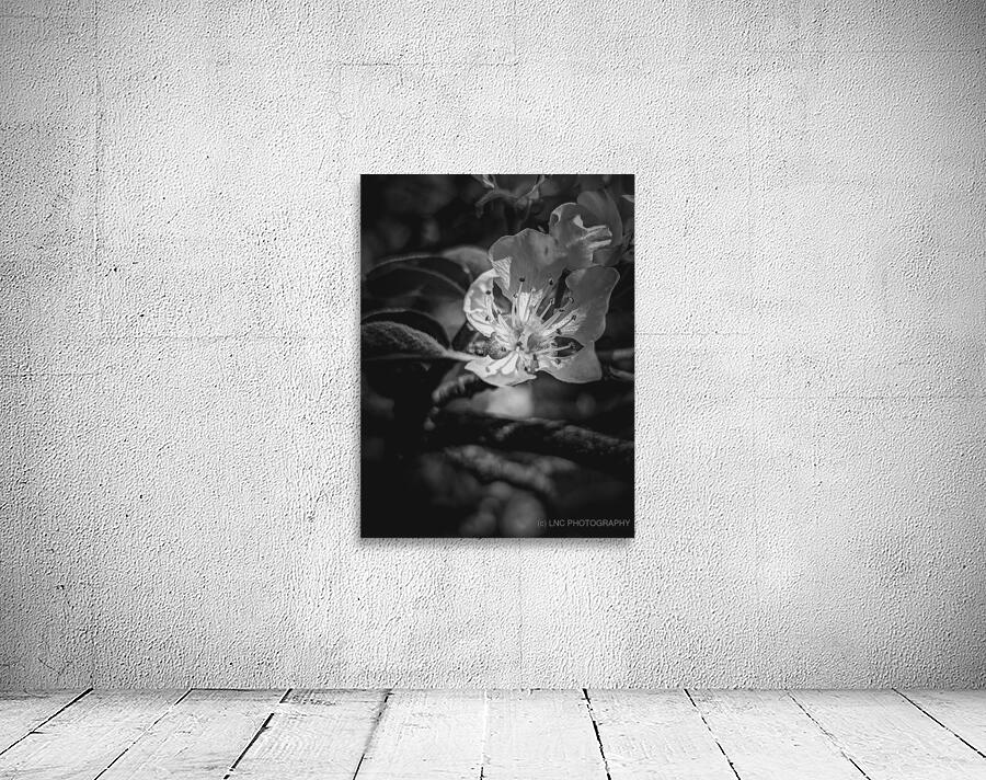 Flower Black and White Wall Preview