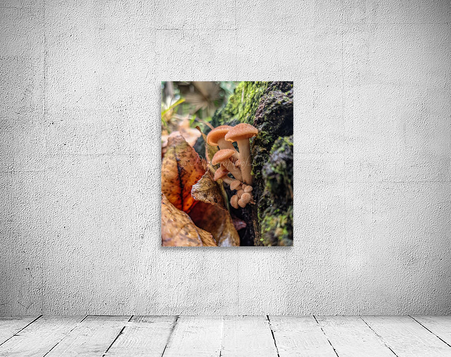 Orange Mushrooms Wall Preview