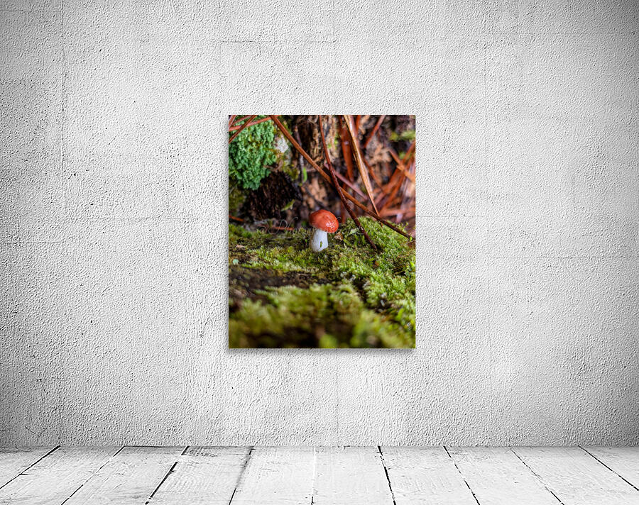 Tiny Mushroom Wall Preview