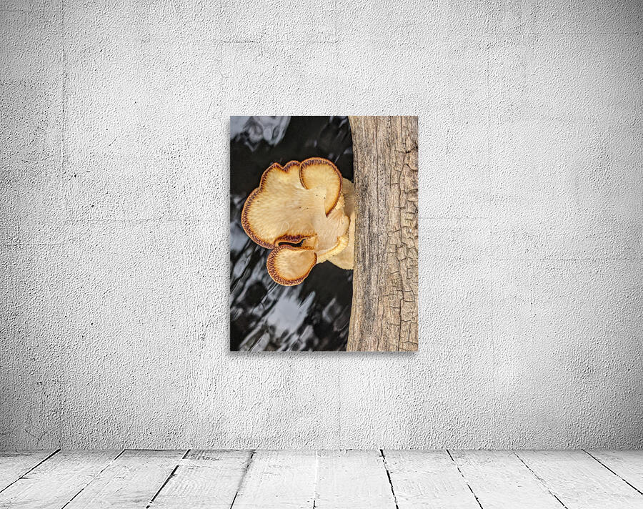 Water Mushroom Wall Preview