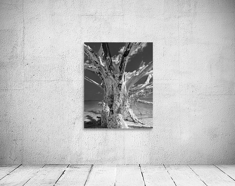 Driftwood Wall Preview