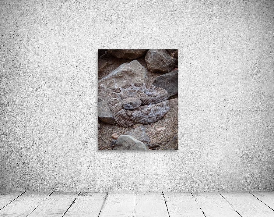 Rattle Snake Wall Preview