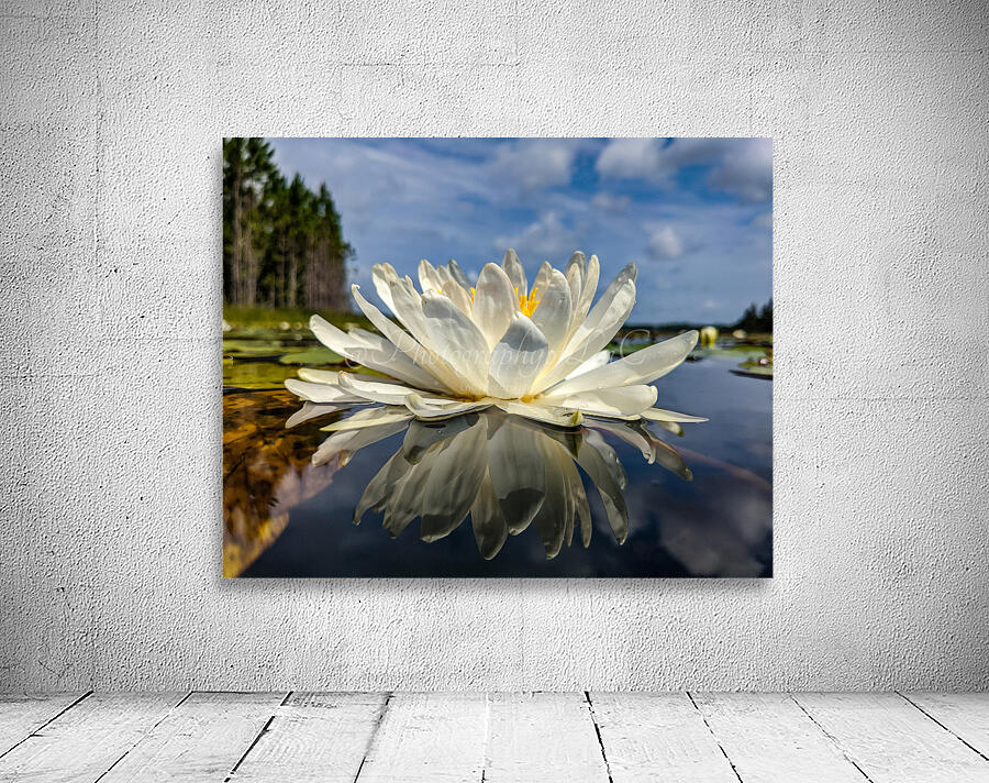 Water Lily Wall Preview