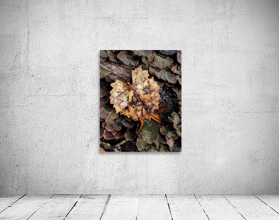 Leaf Fungus Wall Preview