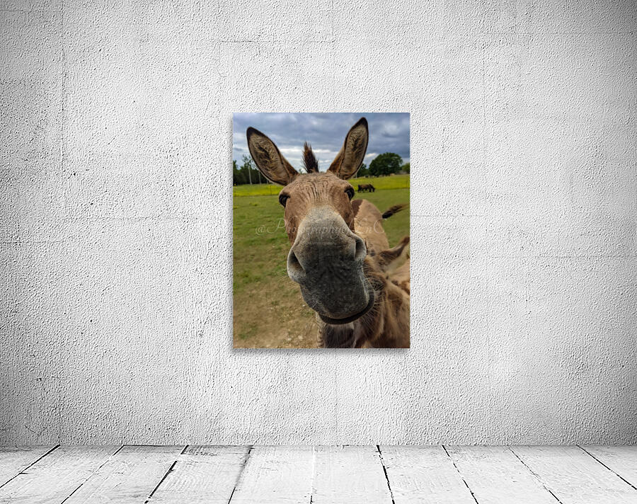 Funny Donkey Wall Preview