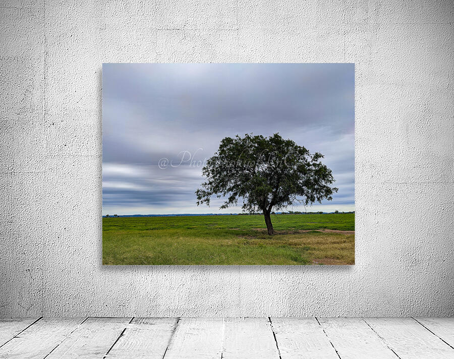 Lone Tree Wall Preview