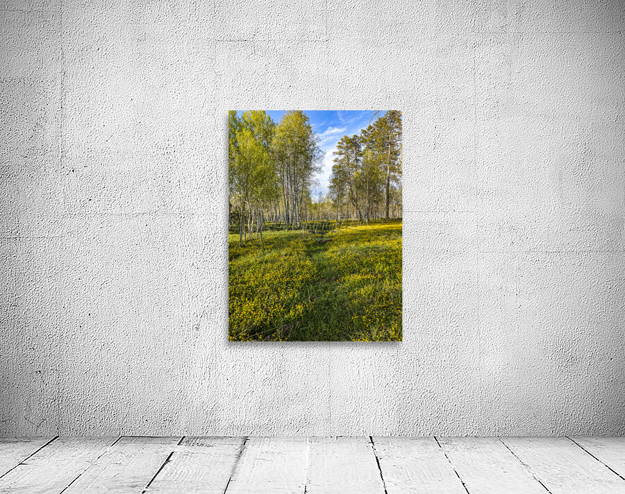 Colorado Forest Wall Preview