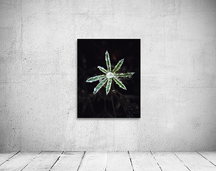 Dew plant Wall Preview