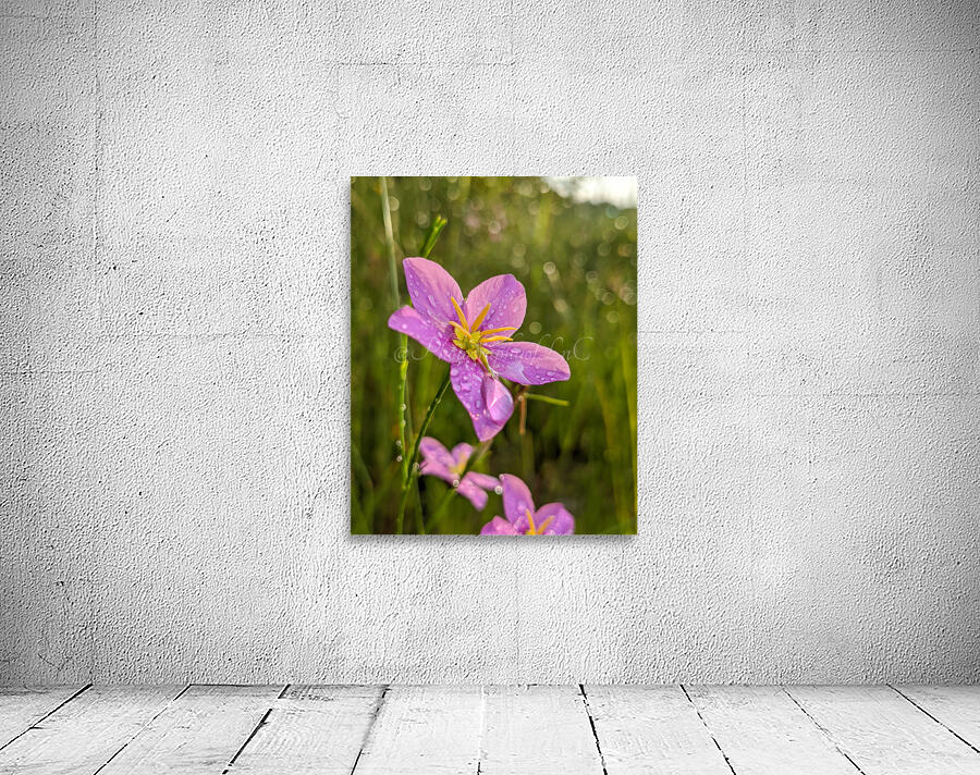 Pink Flowers Wall Preview