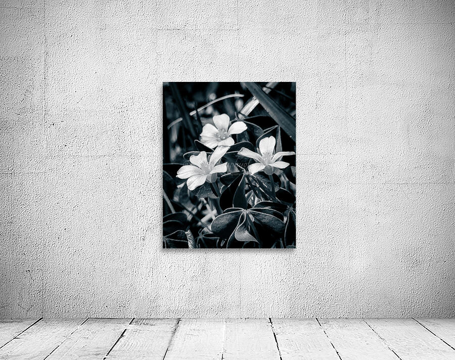Black and White Flowers Wall Preview