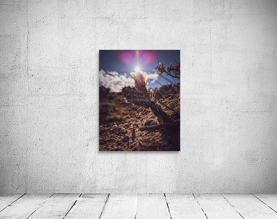 Lens Flare Cactus Wall Preview