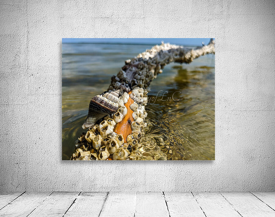 Reclaimed Wall Preview