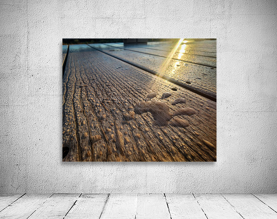 Racoon Paw in Dew Wall Preview